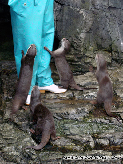 The otters pestering their keeper for food