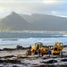 Whales shot by authorities on Kommetjie Beach near cape Town