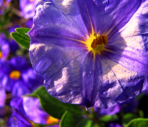 purple flower 4