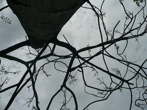 Branches in the Sky - Ta An Park