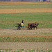 amish Farmer and 2 Mules