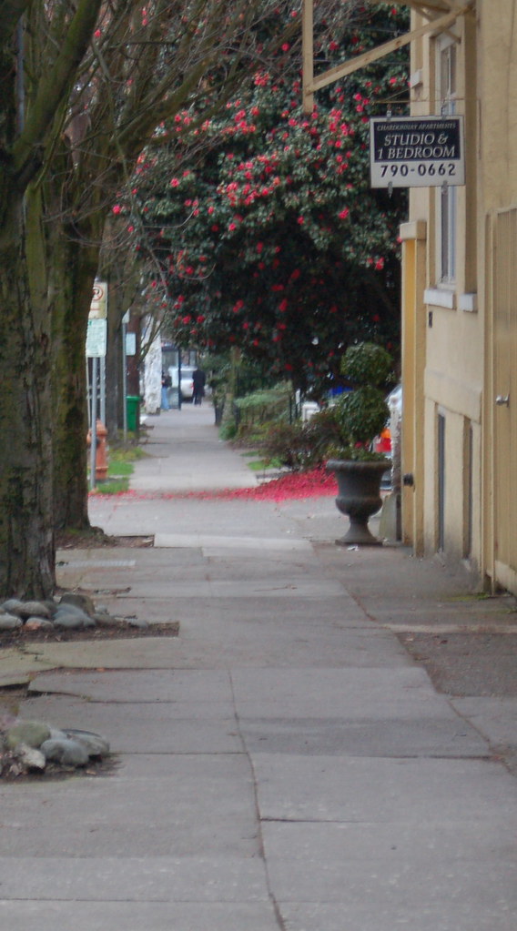 camellia_sidewalk_narrow