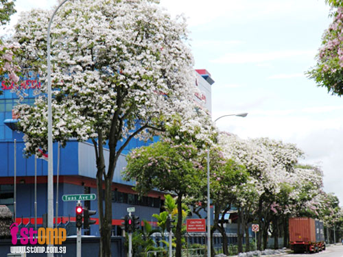 Cherry blossoms do happen in S'pore...at least something like it