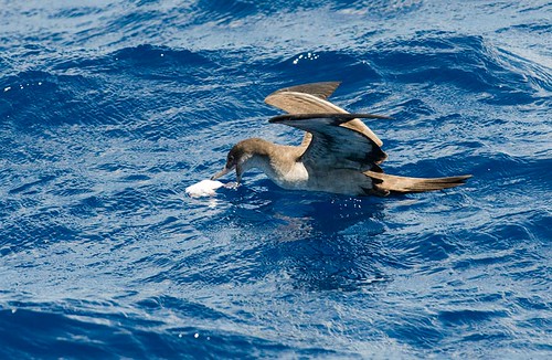 Wedge-Tailed Shearwater
