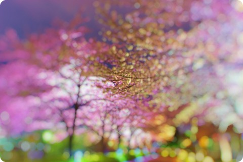 Sakura Heaven