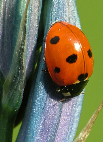 Seven Spotted Lady Beetle