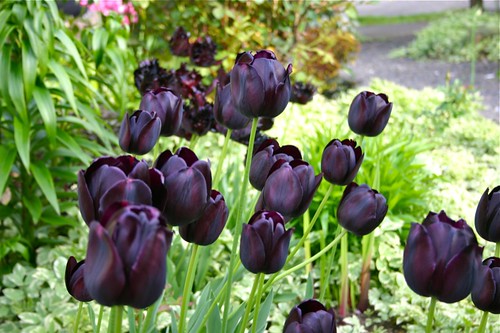 Yes, those are black tulips