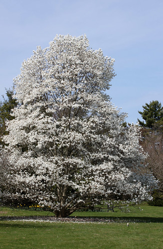 star magnolia tree pictures. Star Magnolia Tree