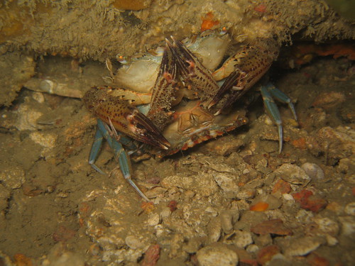 Swimmer crabs mating
