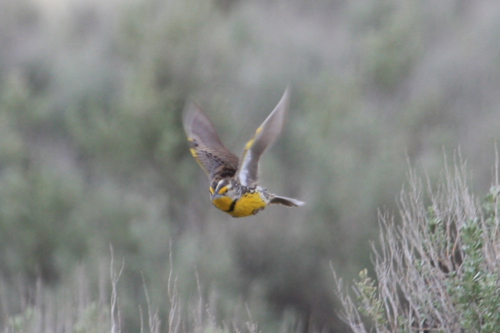 Western Meadowlark in Flight
