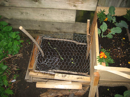 This is my first chicken wire experiment, over the pumpkin plants I started indoors a few weeks ago.  I fail at arts & crafts.