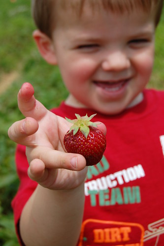 Harrison Picking Strawberries