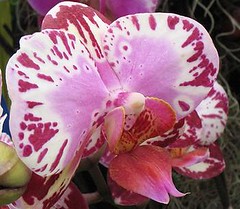 Doritaenopsis Orchid