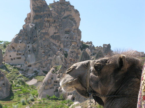 Uchisar Camel - Cappadocia, Turkey, on Flickr