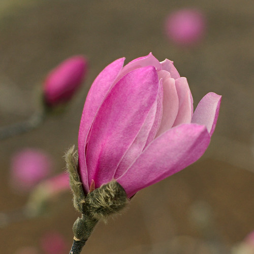 Missouri Botanical Garden (Shaw's Garden), in Saint Louis, Missouri, USA - Star magnolia, Magnolia stellata 'Rosea' Magnoliaceae