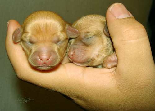 cachorros recien nacidos. chihuahua
