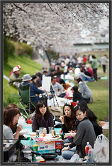Two more days of Hanami