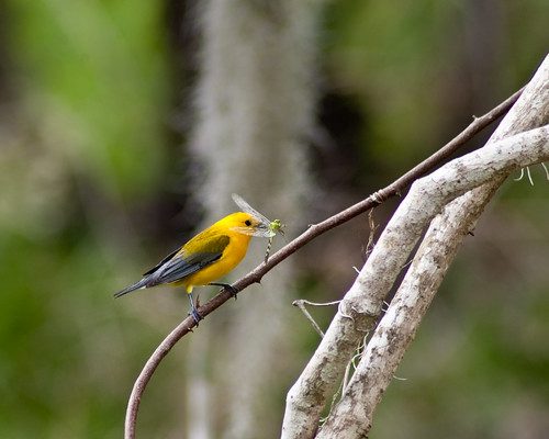 Brazos Bend 25th Anniversary - Prothonotary Warbler with dragonfly