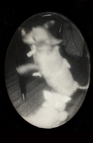 Cat chasing dog par George Eastman House