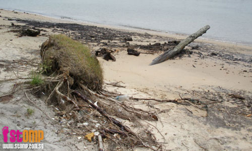 More trees will be destroyed by waves hitting shoreline