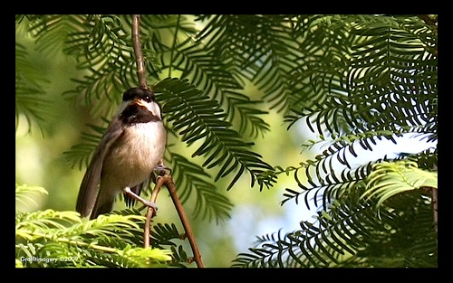 Baby Chickadee in the Dawn Redwood, waiting for mom to come back by you.