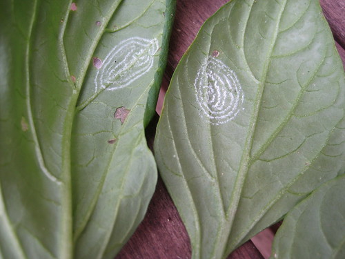 white fly spirals on underside of leaves