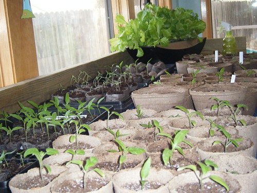 Seedlings Growing Inside