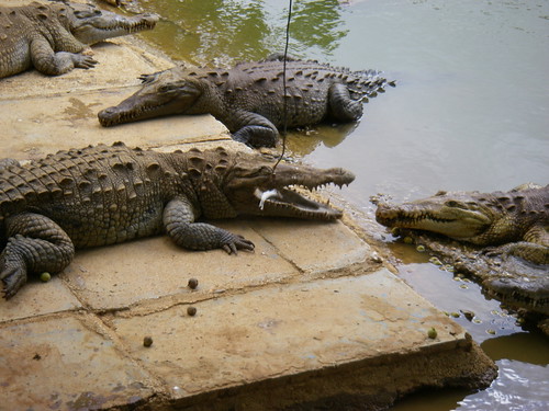 Ferma de crocodili