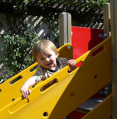 robin on the playground