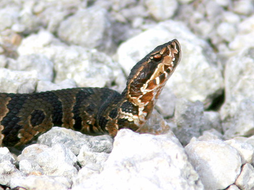 Cottonmouth 20090328