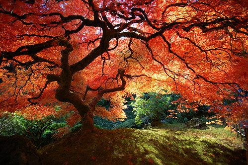 Beautiful Japanese Maple