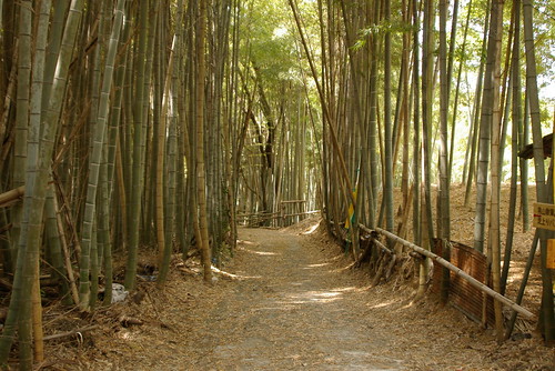 Surrounded by bamboo in Iwashimizu Hachiman-gū,Yawata,Kyoto,Japan 2009/4/18