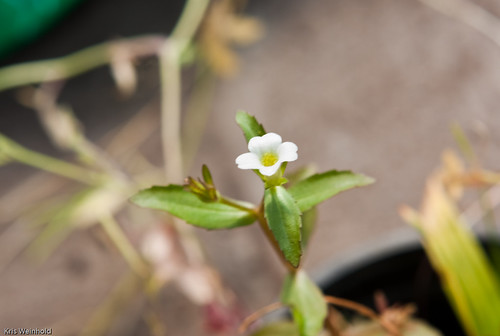 Gratiola virginiana flower