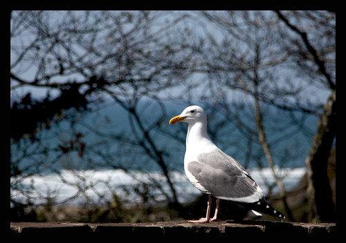 The Obligitory gull shot at the Oregon Coast today