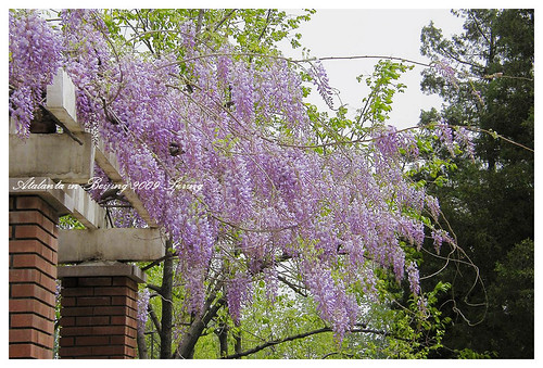 北京清華校內的紫藤