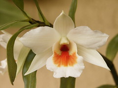 Dendrobium Dawn Maree x infundibulum