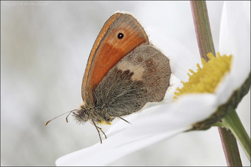 Small Heath Butterfly - (Coenonympha pamphilus)