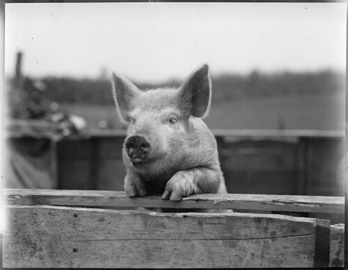 Pig by Boston Public Library, on Flickr