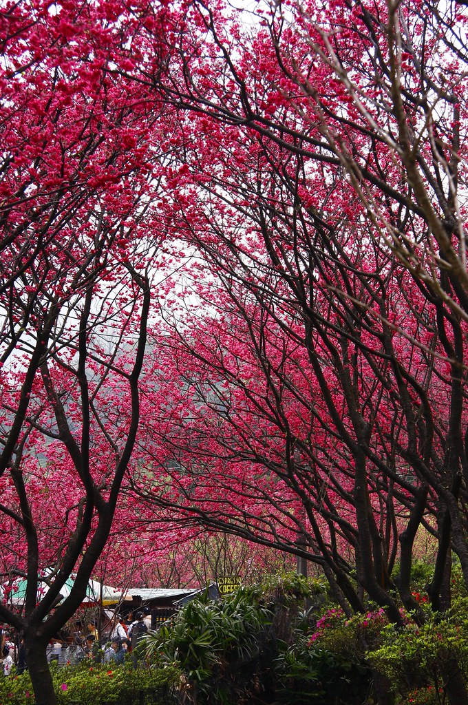 陽明山櫻花林