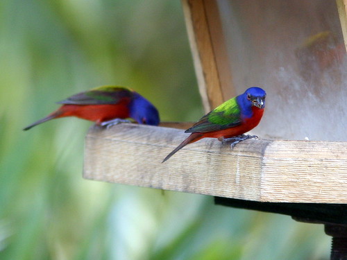Two Male Painted Buntings 20090225