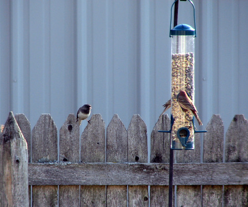 House Finches &amp; Junco