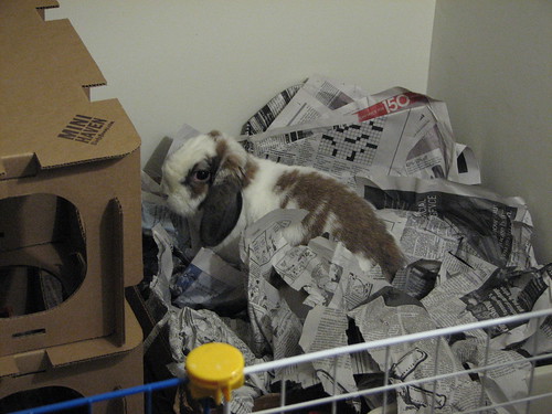 betsy in her box of newspaper
