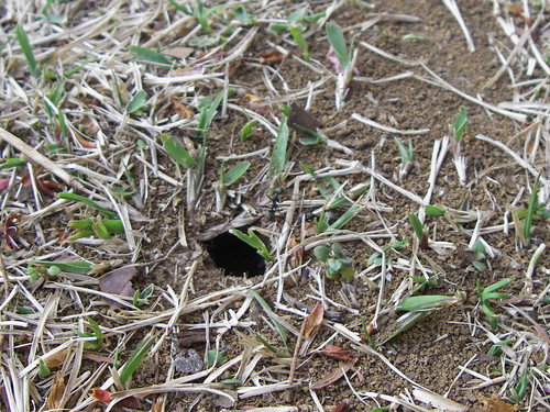 Ant tunnel