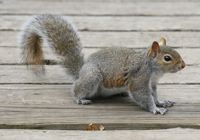 04-16-squirrel