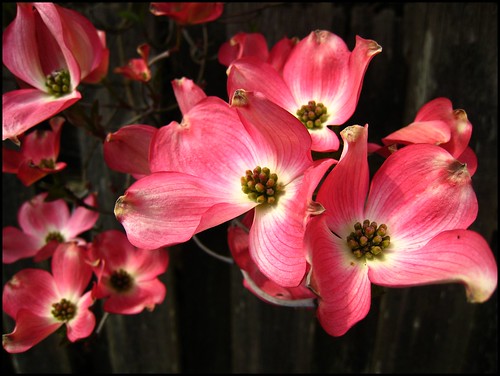Dogwood flowers