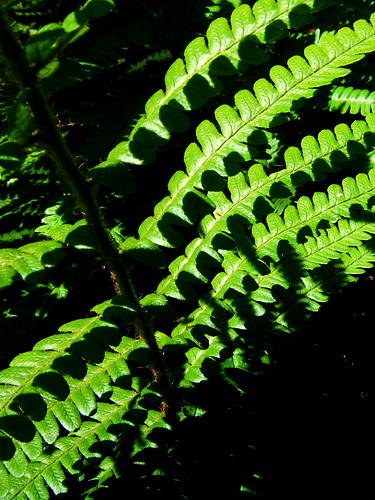 green fern stripes
