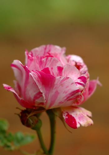 Rosa Ferdinand Pichard | Struikroos, Bourbonroos - Shrub, Bourbon rose