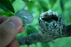 Attleson Farm: Hummingbird Nest