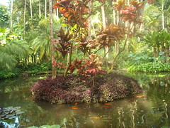 Lily Lake, Hawaii Tropical Botanical Garden