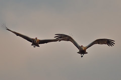 Two Sandhill Cranes DSC_5185 by Mully410 * Images